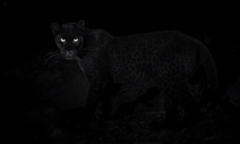Un leopardo negro de vista rara ha sido capturado en una cámara que recorre alrededor de Kenia