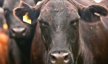 Más de 1,600 vacas murieron durante la tormenta invernal en las granjas del Valle de Yakima
