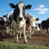 Granjas lecheras sufren pérdidas de 4 millones de dólares tras la muerte de más de mil vacas durante tormenta invernal