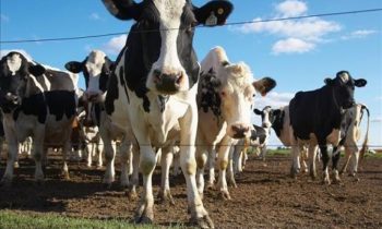 Granjas lecheras sufren pérdidas de 4 millones de dólares tras la muerte de más de mil vacas durante tormenta invernal
