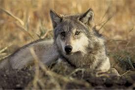 Número de lobos sigue creciendo en el estado de Washington