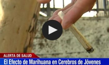 El Efecto de Marihuana en Cerebros de Jóvenes