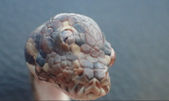 Trabajadores australianos de vida silvestre encuentran serpiente de tres ojos