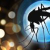 Los mosquitos en West Richland dan positivo para el virus del Nilo Occidental