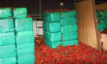 Las autoridades confiscan marihuana mezclada con chiles jalapeños