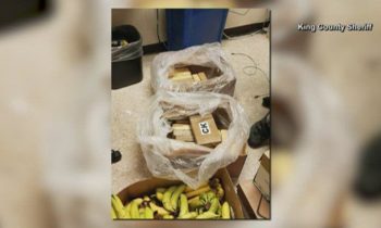 Más de $ 1 millón en cocaína encontrada en cargamentos de plátanos en 3 tiendas del estado de Washington