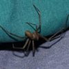 Mujer de Kansas pensó que tenía agua en el oído, pero los médicos encuentran una araña reclusa parda