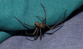 Mujer de Kansas pensó que tenía agua en el oído, pero los médicos encuentran una araña reclusa parda