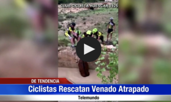 Ciclistas Rescatan Venado Atrapado