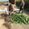 Alguaciles del Condado de Franklin confiscan unas 380 plantas de marihuana en dos días