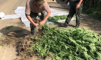 Alguaciles del Condado de Franklin confiscan unas 380 plantas de marihuana en dos días