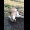 Puma golpeado y asesinado a lo largo de la autopista 240 el lunes por la mañana