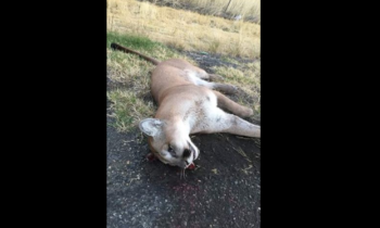 Puma golpeado y asesinado a lo largo de la autopista 240 el lunes por la mañana