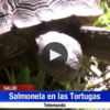 Salmonela en las Tortugas