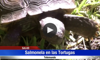 Salmonela en las Tortugas