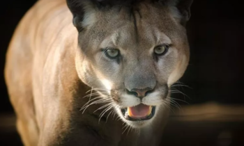 La policía de Pasco advierte a la gente que se mantenga más vigilancia tras el avistamiento de otro puma