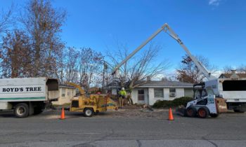 Fuertes vientos desplantan árboles y ramas en Tri-Cities