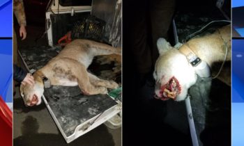 Puma asesinado después de perseguir a un perro por el patio y quedarse en el porche de una en Colville