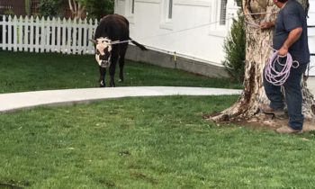 Vaca atrapada después de correr por un vecindario en Kennewick