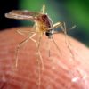 Primeros casos confirmados con el virus del Nilo Occidental reportados en Washington