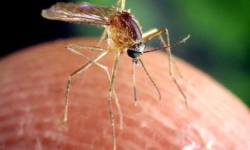 Primeros casos confirmados con el virus del Nilo Occidental reportados en Washington