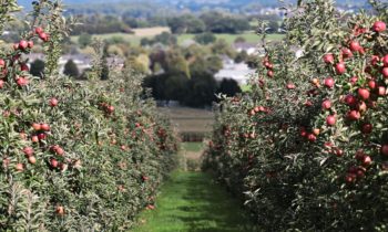 Granja de Central WA recibe una de las mayores multas de seguridad y salud de los trabajadores en la historia del estado