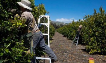 Recordatorio de la normativa para proteger a los trabajadores agrícolas durante la próxima ola de calor tras la muerte de un trabajador en Yakima