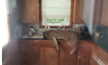 Puma rompe la puerta de tela metálica de un hombre de Ephrata