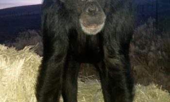 Oficial del alguacil mata a chimpancé después de que una mujer es atacada en el Condado de Umatilla