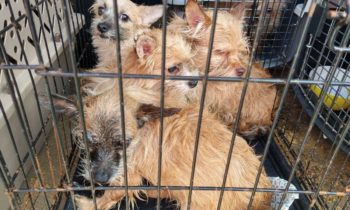 83 perros rescatados de una situación de acaparamiento en Kellogg