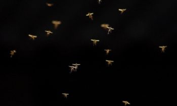 Detectan mosquito con el Virus del Nilo Occidental en el Condado de Grant