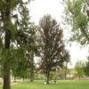 Testigos impiden el secuestro de una niña en un parque de Yakima