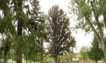 Testigos impiden el secuestro de una niña en un parque de Yakima
