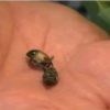 Escarabajos japoneses apoderándose de Grandview