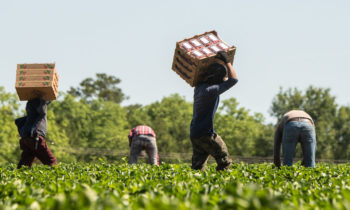 Presidente Biden Declara Septiembre 17-25 semana de seguridad y salud para trabajadores agrícolas