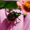 El WSDA está planeando la eliminación de escarabajos japoneses en Grandview