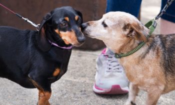 Es posible que los refugios no puedan hospedar a su mascota si se pierde este fin de semana