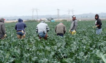 El representante Dan Newhouse pide al Senado que apruebe la Ley de Modernización de la Fuerza Laboral Agrícola