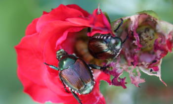 Planes de Erradicación del escarabajo japonés en Grandview
