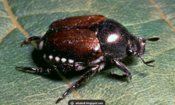 Escarabajo Japonés en Pasco