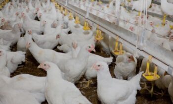 Bandada de aves del condado de Kittitas da positivo por gripe aviar