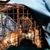 Victoria histórica: Corea del Sur aprueba ley que prohíbe la venta y consumo de carne de perro