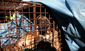 Victoria histórica: Corea del Sur aprueba ley que prohíbe la venta y consumo de carne de perro