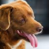 Por falta de evidencia: le retiran a Bobi el récord Guinness al perro “más viejo de la historia”