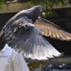 “Detienen” a una paloma durante 8 meses bajo sospecha de ser espía de China