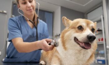 La inflación en el veterinario afecta a los dueños de perros y a los refugios para perros
