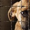 3 enfrentan varios cargos de crueldad animal en el condado de Yakima