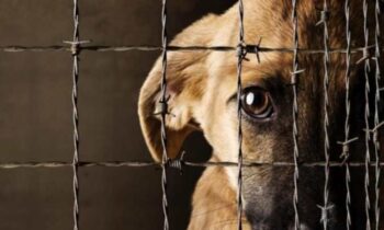 3 enfrentan varios cargos de crueldad animal en el condado de Yakima