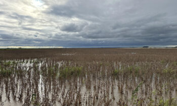 Uruguay: inundaciones dejan al menos 2,000 desplazados y plantaciones afectadas