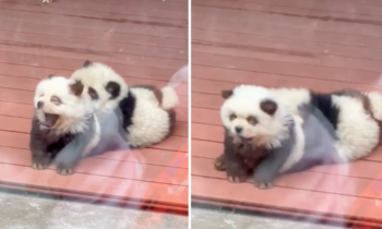 Escándalo en China: tiñen a dos perritos para que parezcan osos pandas en un zoológico